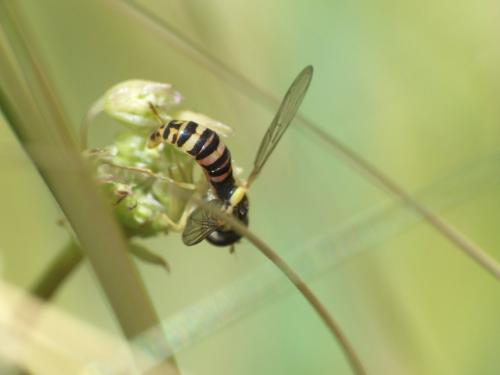 Sphaerophoria sp.